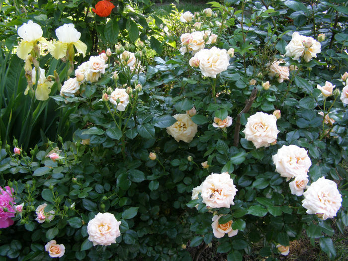 P1019194