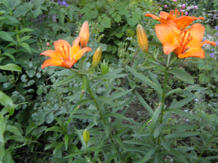 P1019209