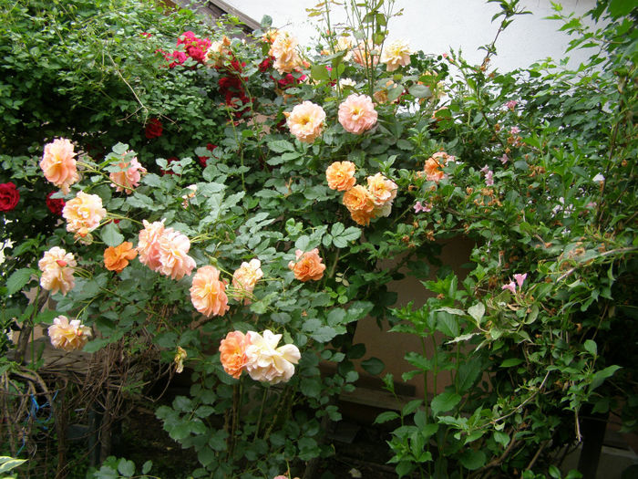 P1019343
