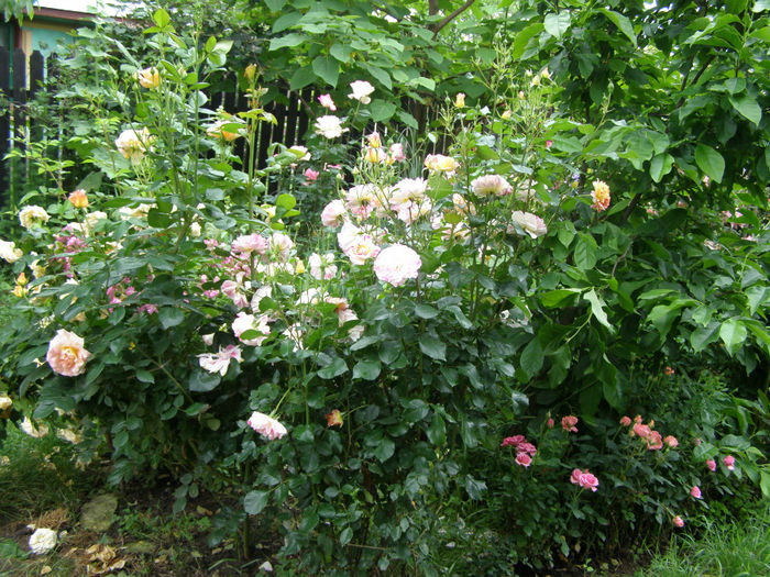 P1019385
