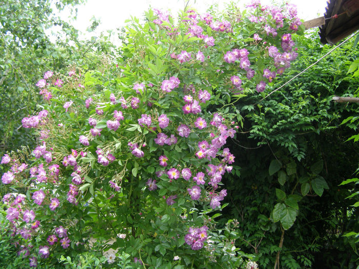 P1019388 - Gradina 2014