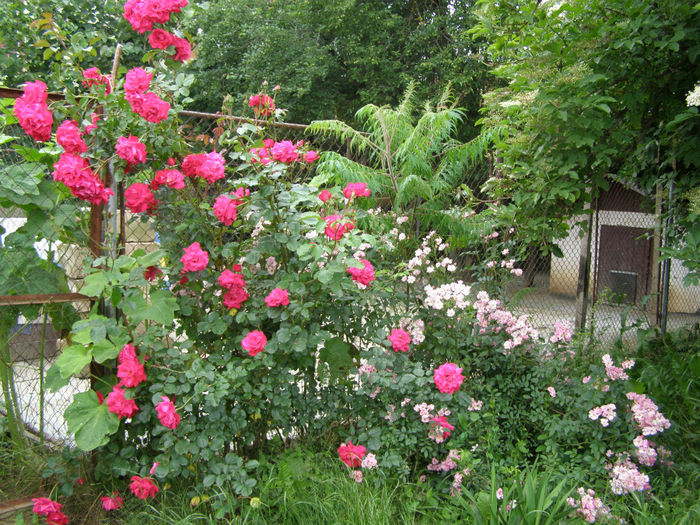P1019394 - Gradina 2014