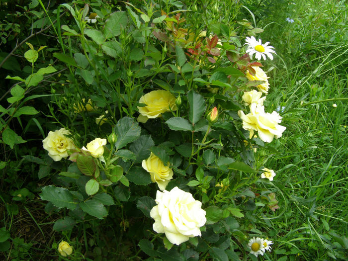 P1019404 - Gradina 2014
