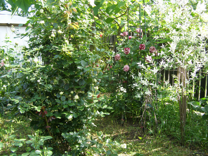 P1019234 - Gradina 2014