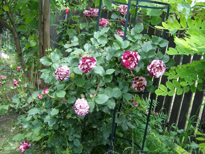 P1019264
