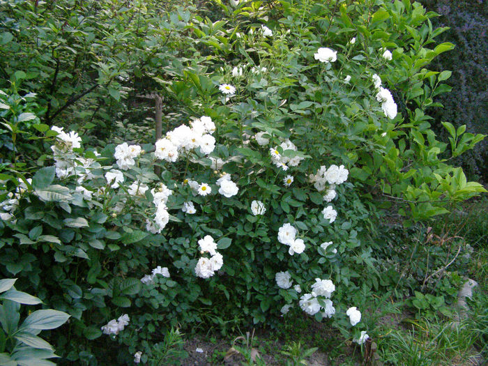P1019288