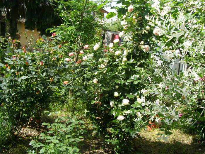 P1019300