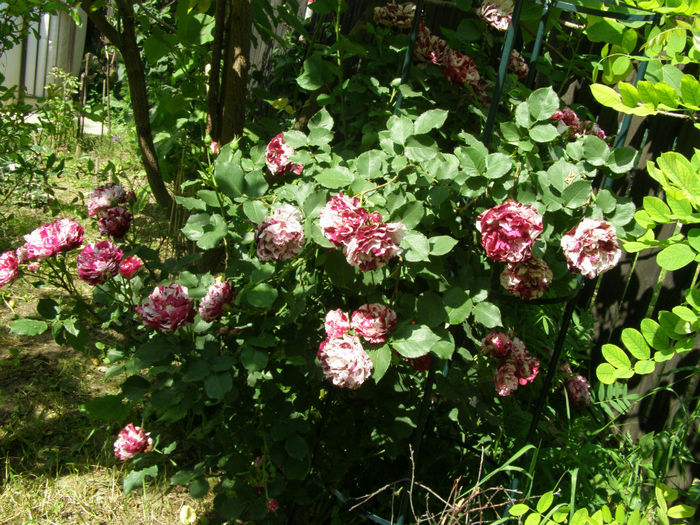 P1019303