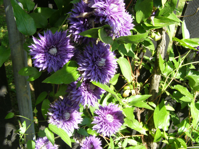 P1019309