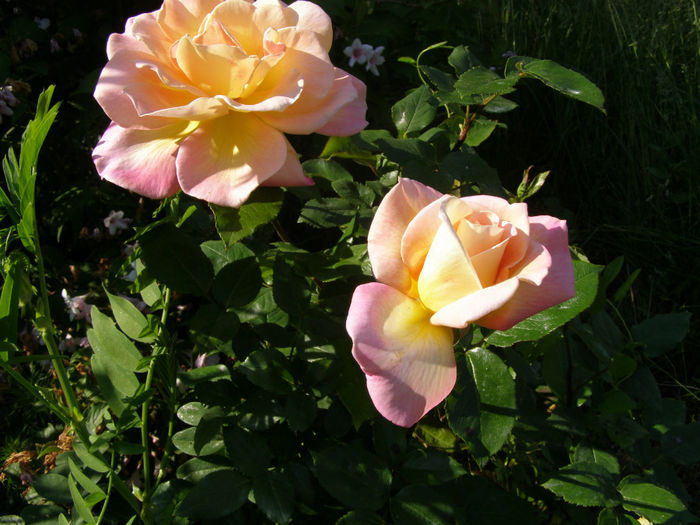 P1019205