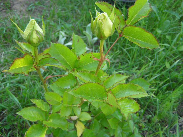 P1019206