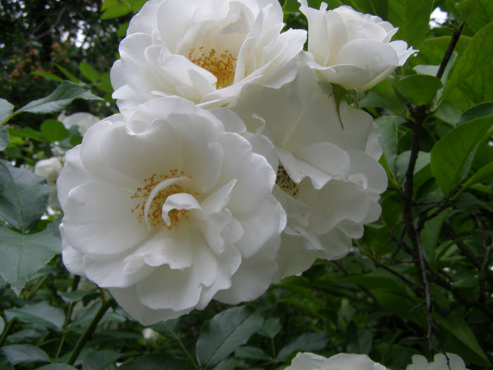 P1019360