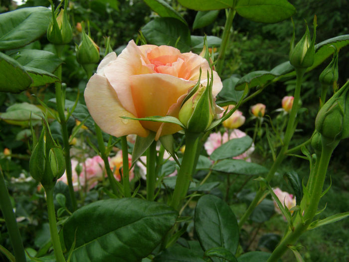 P1019387