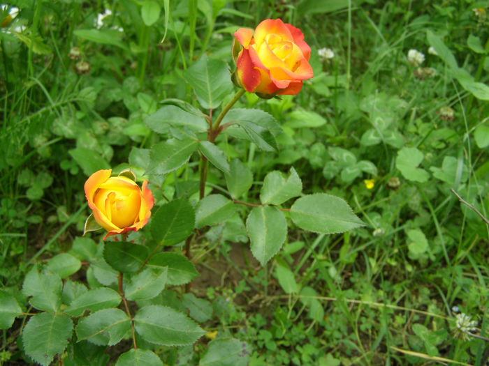 P1019408