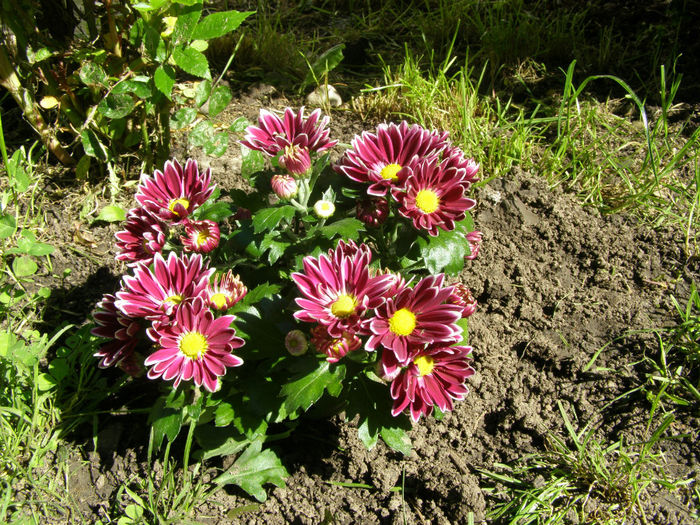 P1019152 - Gradina 2014