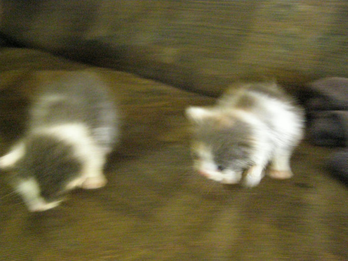 P1019348 - alte chestii