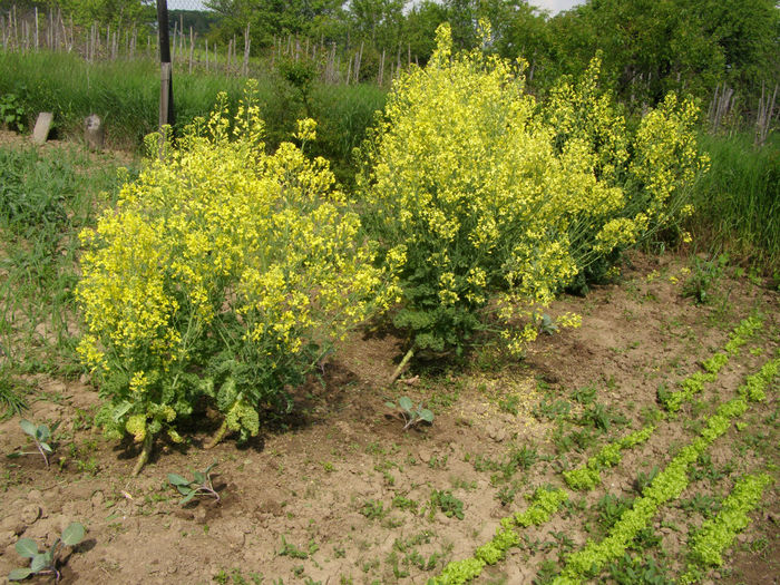 P1019053 - Gradina de legume si aromatice