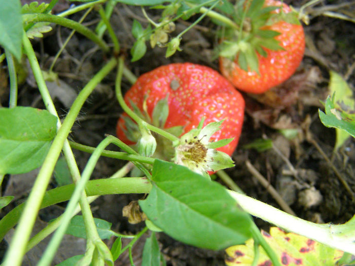 P1019164 - Gradina de legume si aromatice