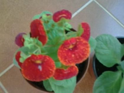 (R)Fotografie0765p - Calceolaria