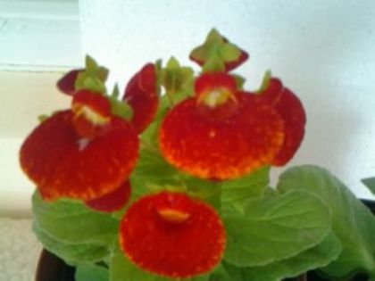 (R)Fotografie0763p - Calceolaria