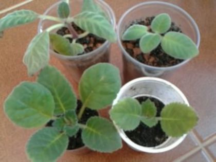 pui gloxi din lăstari de bulb - Pepiniera mea