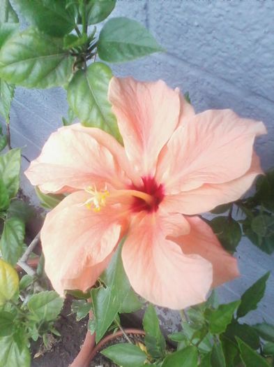 cairo apricot - hibiscusi 2014
