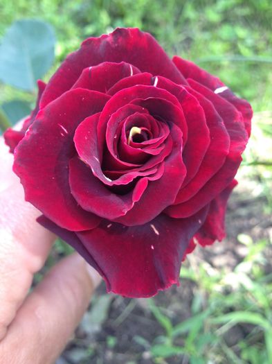 image - Flori - 2014