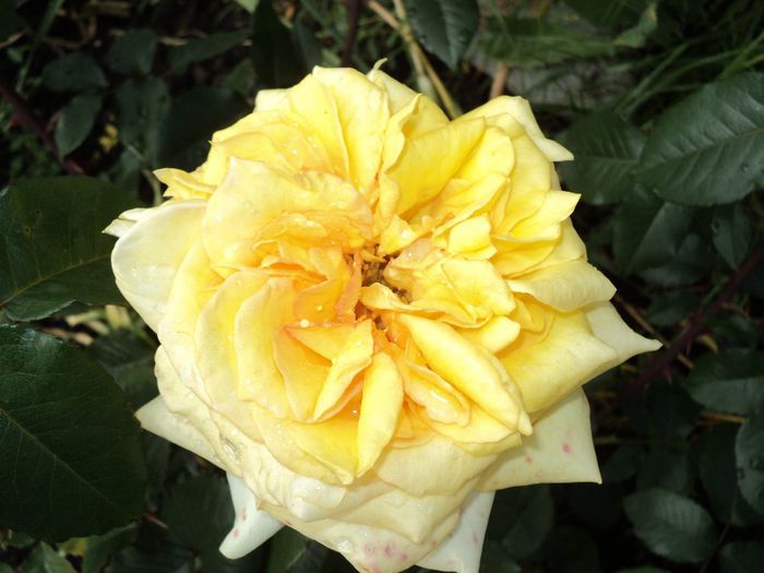 DSC04449 - 05-trandafirii mei