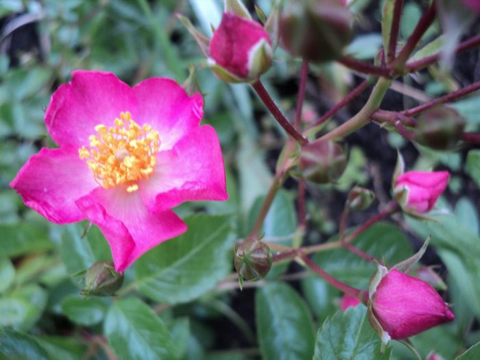 DSC04516 - 05-trandafirii mei