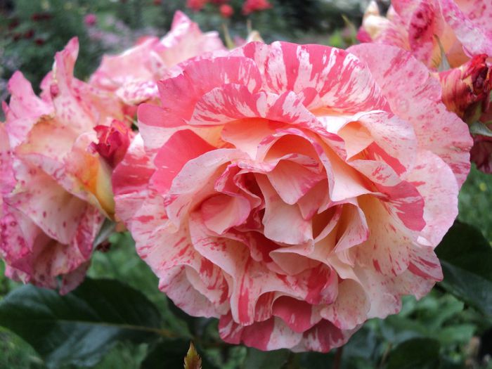 DSC04518 - 05-trandafirii mei