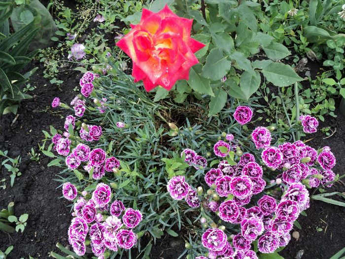 DSC04484 - 0-florile mele