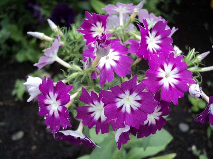 DSC04508 - 0-florile mele