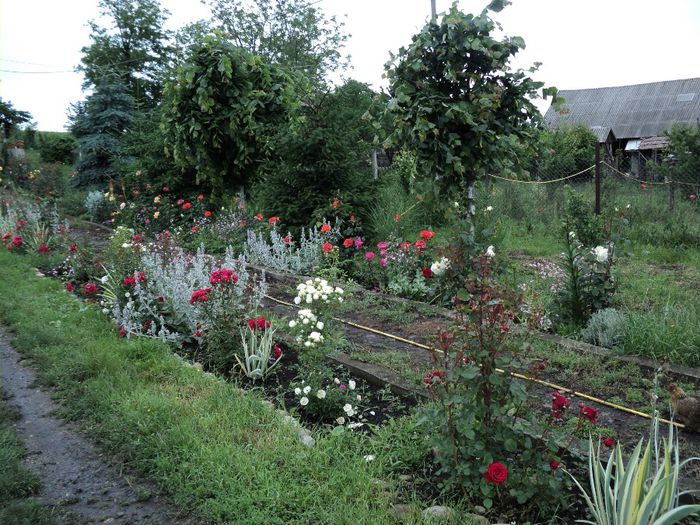 DSC04520 - 0-florile mele