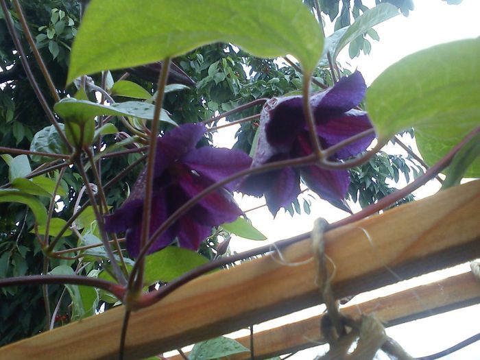 DSC08006 - CLEMATITE