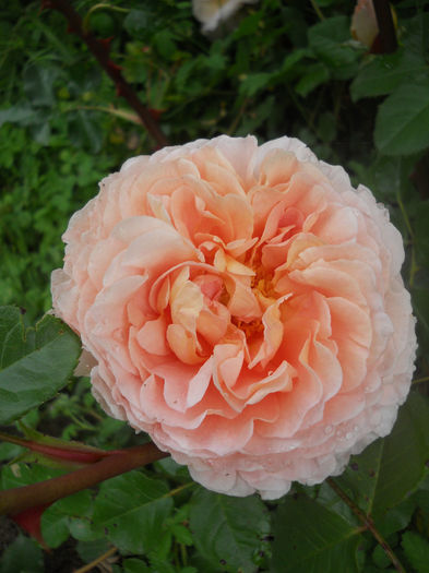 Abraham Darby - Trandafiri 2014