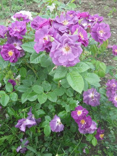 Rhapsody in Blue