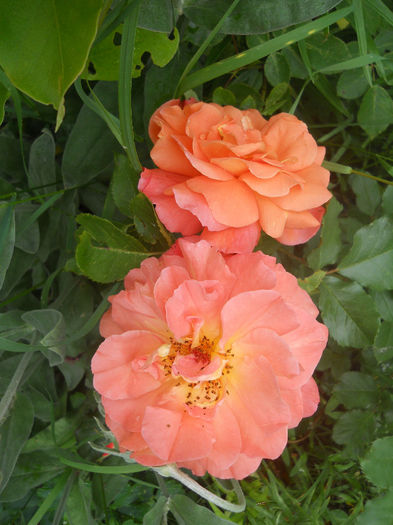 Westerland