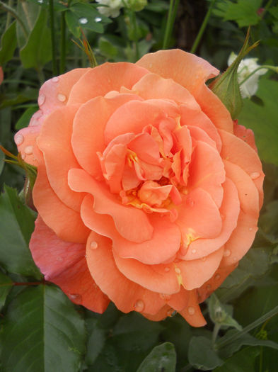 Westerland