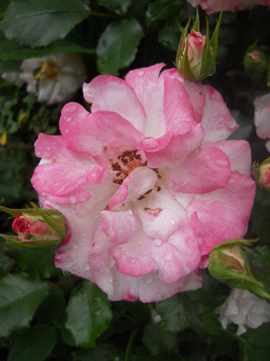 Abigaile