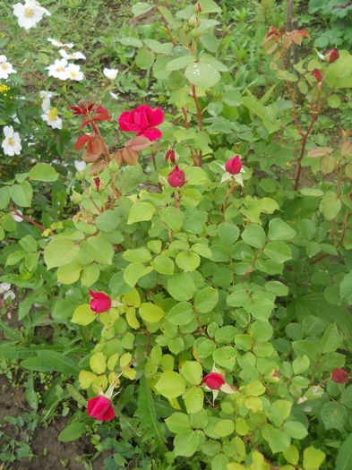 Tess D'Urbervilles