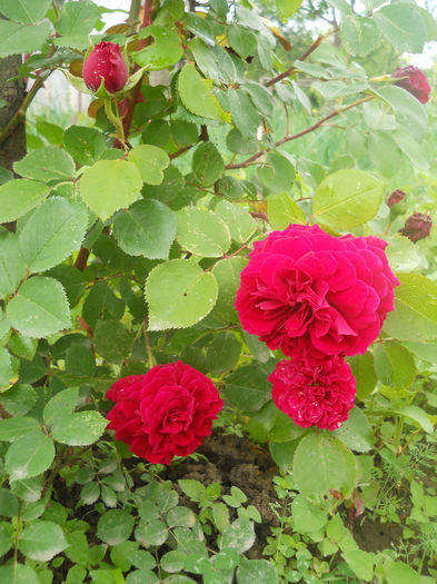 Tess D'Urbervilles
