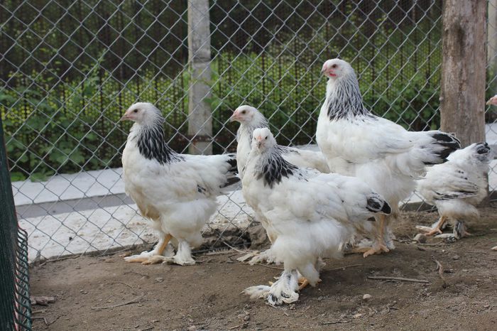 IMG_0502 - pui prima serie 2014         27 februarie