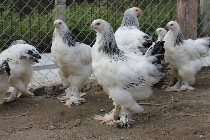 IMG_0505 - pui prima serie 2014         27 februarie