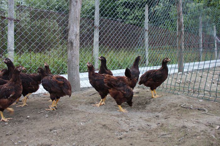 IMG_0563 - pui prima serie 2014         27 februarie