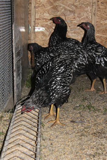 IMG_0589 - pui prima serie 2014         27 februarie