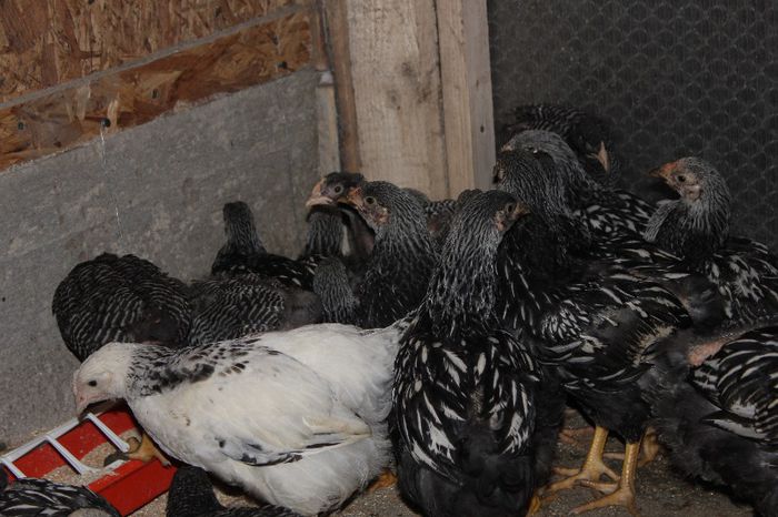 IMG_0629 - pui a 2 serie 2014