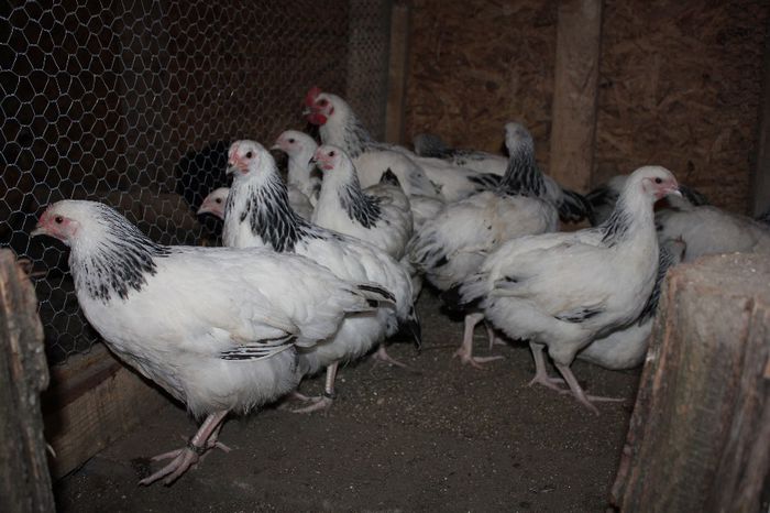 IMG_0644 - pui prima serie 2014         27 februarie