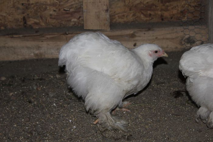 IMG_0655 - pui prima serie 2014         27 februarie