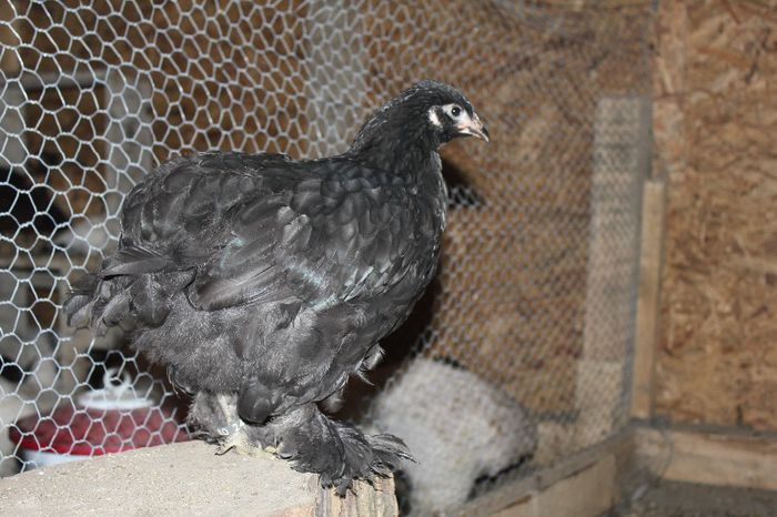 IMG_0669 - pui prima serie 2014         27 februarie