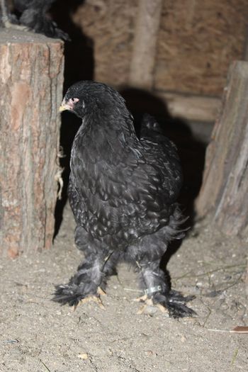 IMG_0671 - pui prima serie 2014         27 februarie